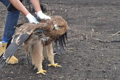 раненый орел