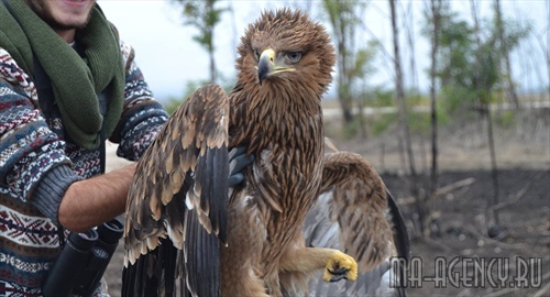 В Самарской Луке выхаживают раненую птицу, занесенную в Красную книгу